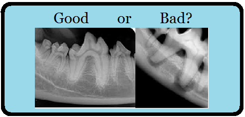 X ray of animal teeth | Eastview Animal Hospital