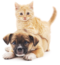 Ginger kitten with puppy