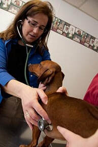 Vet at Eastview Animal Hospital giving a dog a wellness exam