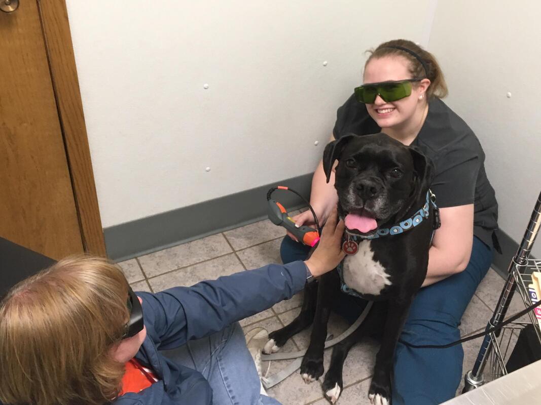 Technician Hannah performing laser therapy on a boxer with the owner petting the dog at Eastview Animal Hospital