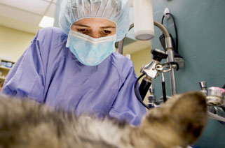 Animal hospital technician prepping a cat for surgery